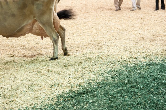 maryland state fair 2013-what weekly magazine-I Shot Balitmore-17