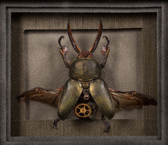Lindsey Bessanson-Green Horn Beetle